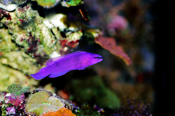 Orchid dottyback saltwater fish - Pseudochromis fridmani