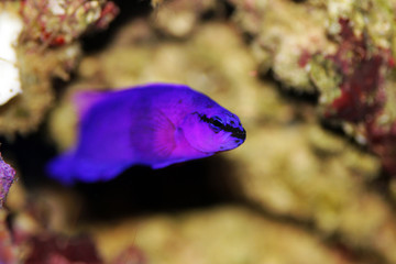 Fototapeta na wymiar Orchid dottyback saltwater fish - Pseudochromis fridmani