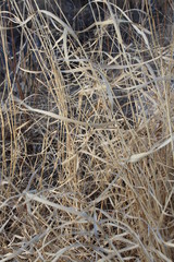 close up of straw
