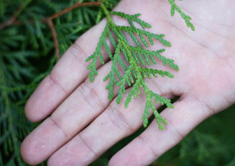 A close-up photo of the Chinese thuja leaves, whose Latin name is thuja sutchuenensis. Close up.