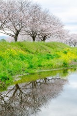 japanese SAKURA flowers