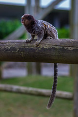 Sagui
monkey