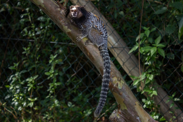 Sagui
monkey