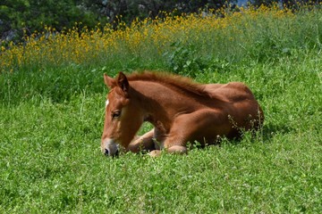 Fototapeta premium Baby horse laying in flower meadow c2020Rachelle