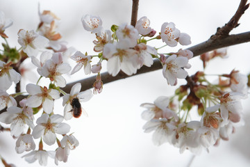 A Bumblebee (Bombus) on cherry blossoms