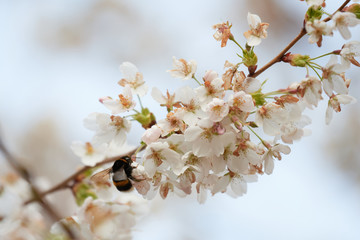 A Bumblebee (Bombus) on cherry blossoms