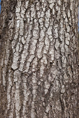 カエデの木の樹皮	