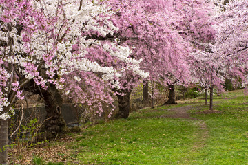 Branch Brook Shades of Pink