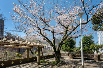 文京区立元町公園