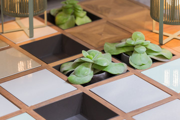 A modern coffee table with cells under the flowers, succulents growing right in the table