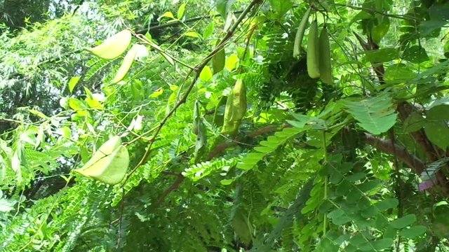 Biancaea sappan (Caesalpinia sappan L., sappanwood, secang, sepang, Indian redwood) with natural background. This plant in Indonesia is used as drink and herbal medicine.