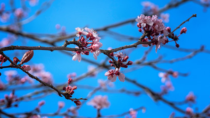 Cherry flowers in spring, cherry blossom tree, romantic concept.