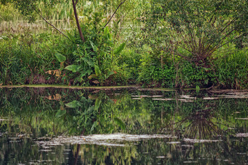 Obraz premium Reeds and trees on the Lake . Swamp, reeds, water, plant, horsetail