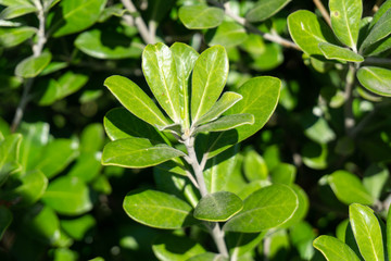Close up of a green leaf