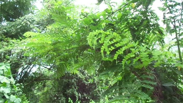 Biancaea sappan (Caesalpinia sappan L., sappanwood, secang, sepang, Indian redwood) with natural background. This plant in Indonesia is used as drink and herbal medicine.
