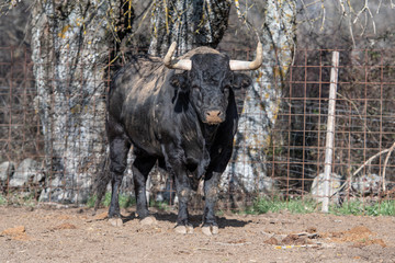Un toro con grandes cuernos y tierra sobre la espalda 