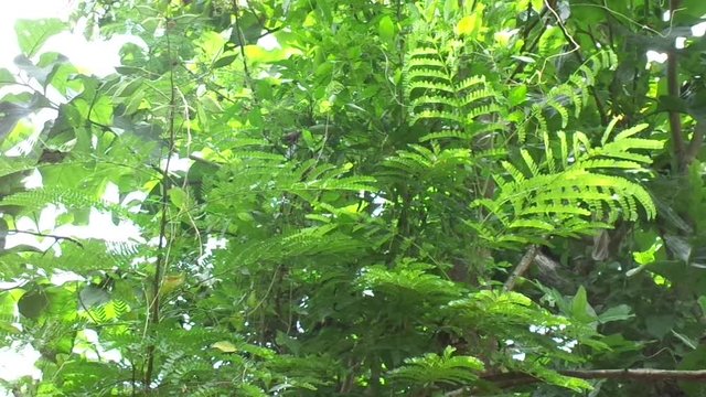 Biancaea sappan (Caesalpinia sappan L., sappanwood, secang, sepang, Indian redwood) with natural background. This plant in Indonesia is used as drink and herbal medicine.