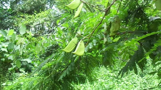 Biancaea sappan (Caesalpinia sappan L., sappanwood, secang, sepang, Indian redwood) with natural background. This plant in Indonesia is used as drink and herbal medicine.