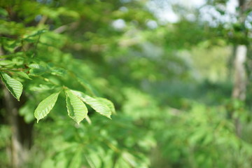 Chestnut tree branch with lush green leaves