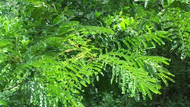 Biancaea sappan (Caesalpinia sappan L., sappanwood, secang, sepang, Indian redwood) with natural background. This plant in Indonesia is used as drink and herbal medicine.