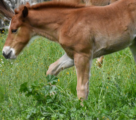 Naklejka na ściany i meble Foal horse walking in meadow c2020Rachelle
