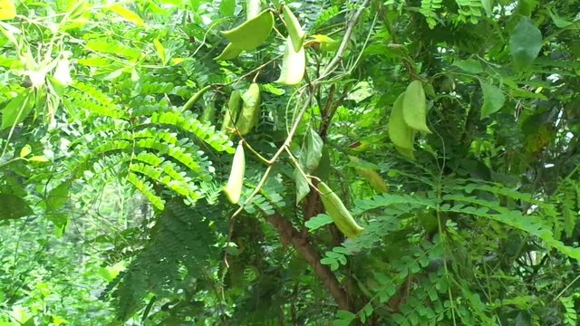 Biancaea sappan (Caesalpinia sappan L., sappanwood, secang, sepang, Indian redwood) with natural background. This plant in Indonesia is used as drink and herbal medicine.