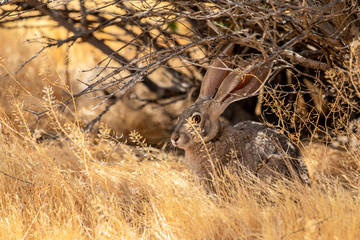 Jackrabbit Resting in the Shade