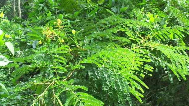 Biancaea sappan (Caesalpinia sappan L., sappanwood, secang, sepang, Indian redwood) with natural background. This plant in Indonesia is used as drink and herbal medicine.