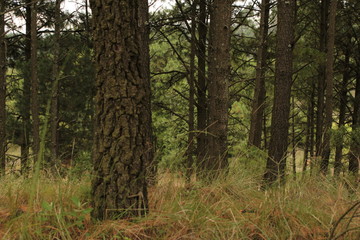 Medio día en el campo (In the camp, forest, tree)