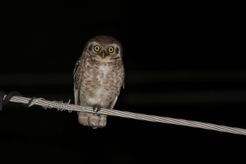 Owls return after corona virus outbreak 