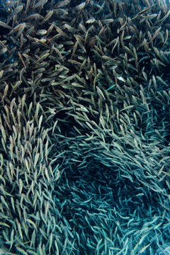 Sardine Run In Moalboal, Philippines