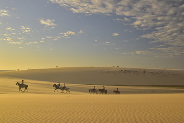 Fototapeta na wymiar chevaux sur la dune de Jericoacoara