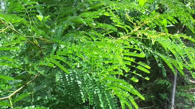 Biancaea sappan (Caesalpinia sappan L., sappanwood, secang, sepang, Indian redwood) with natural background. This plant in Indonesia is used as drink and herbal medicine.