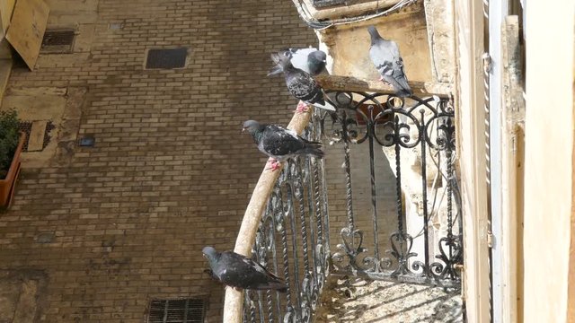 Birds sitting on the balcony of a house