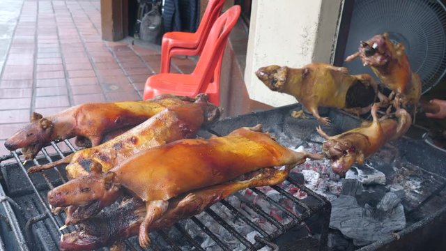 Roasting guinea pigs in the Ecuadorian highlands, Known locally as Cuy, guinea pigs are a delicacy in Andean countries