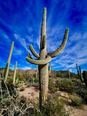 cactus géant