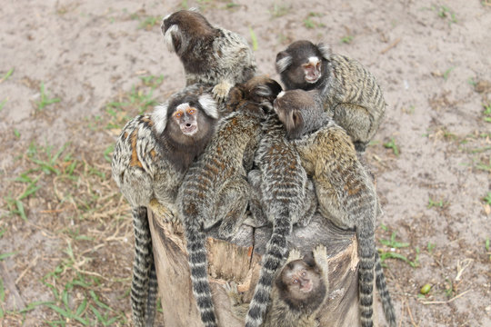 reuni&atilde;o dos micos