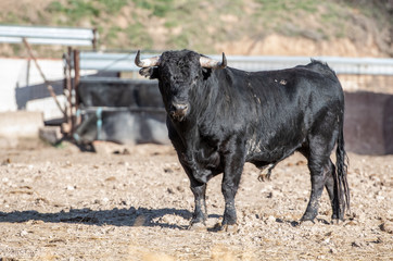 un toro muy gordo