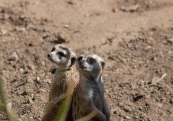 California Wildlife scenery