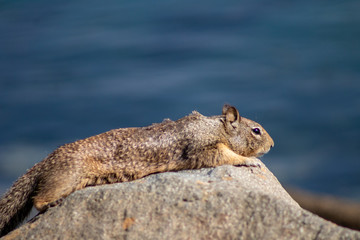 California Wildlife scenery
