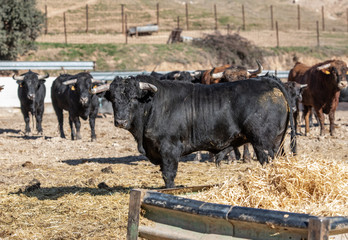 varios toros sobre paja en el suelo 