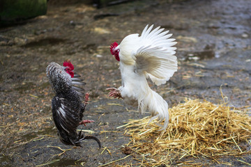 Rooster Fight
