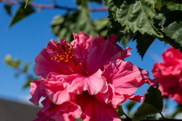 Fototapeta premium red hibiscus flower