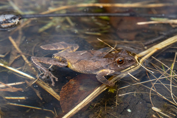 Spring peeper floating in a breeding pond - Pseudacris crucifer