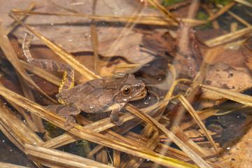Spring peeper floating in a breeding pond - Pseudacris crucifer