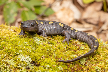 Adult spotted salamander on a mossy log - Ambystoma maculatum