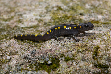 Baby spotted salamander on a mossy rock  - Ambystoma maculatum