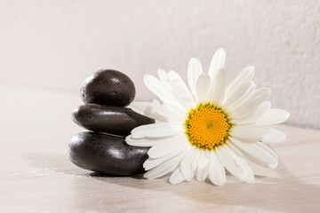 Fototapeta na wymiar Daisy flower with black stones - spa concept
