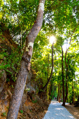 Sunrise morning with walkway and tree on forest