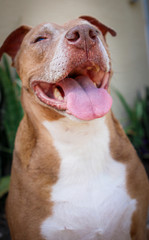 Smiling Happy Pit Bull Dog 